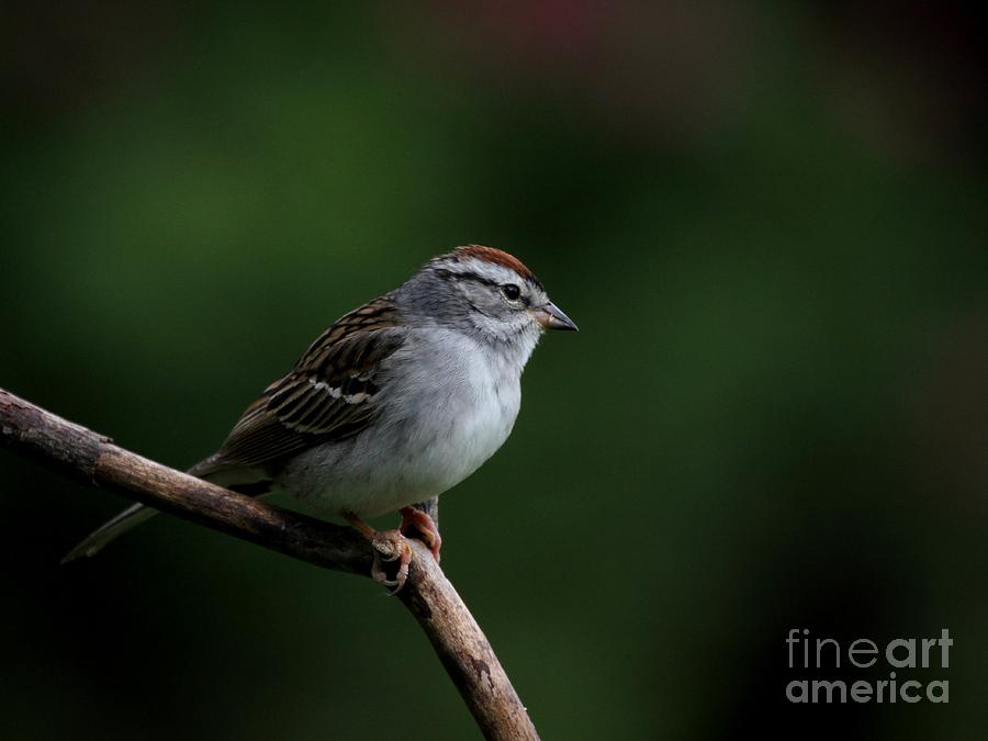 Chipping Sparrow #31 Photograph by Jack R Brock