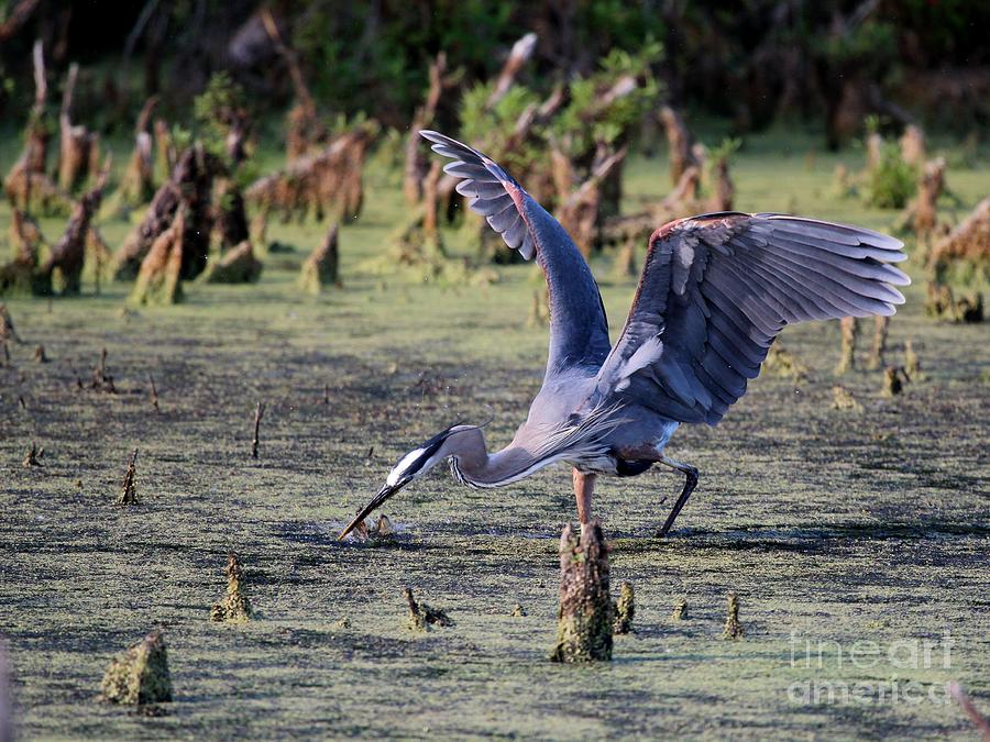 Great Blue Heron #31 Photograph by Jack R Brock