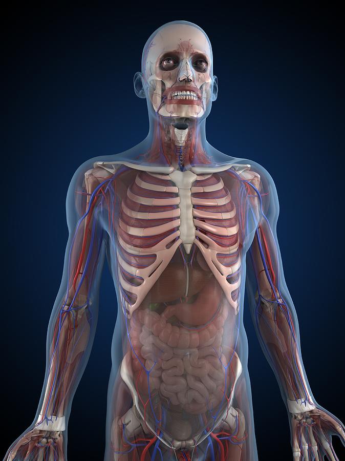 Male Anatomy Art : Male Anatomy Photograph by Pixologicstudio/science