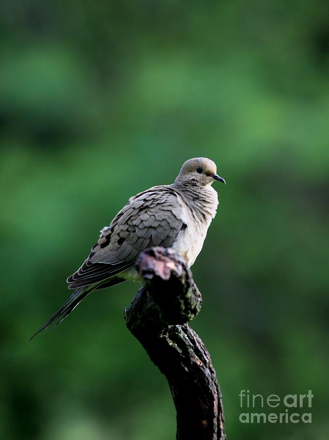 Mourning Dove #31 Photograph by Jack R Brock