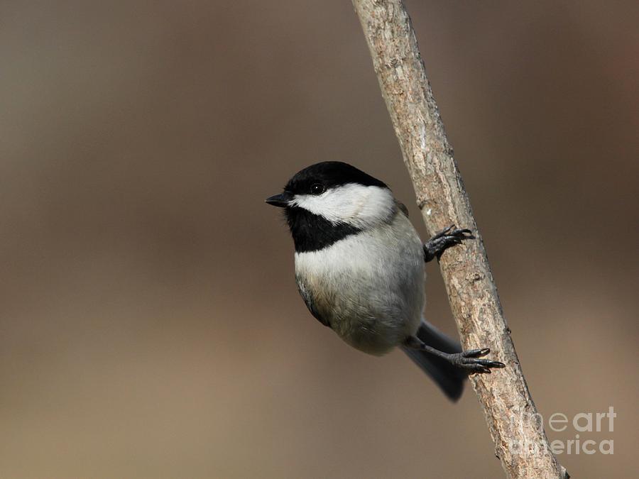 Black-capped Chickadee #32 Photograph by Jack R Brock