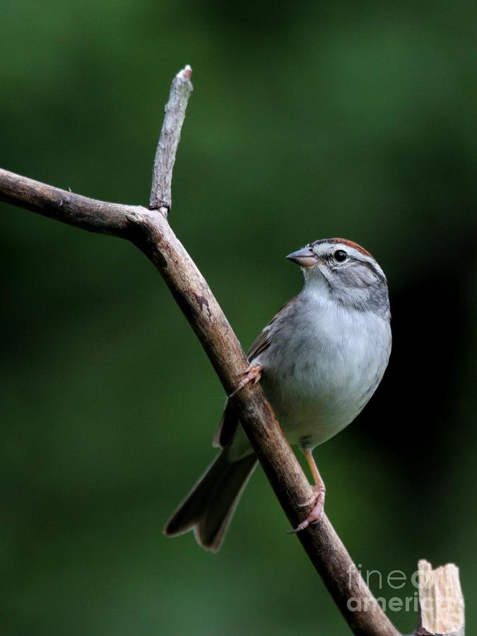 Chipping Sparrow #32 Photograph by Jack R Brock