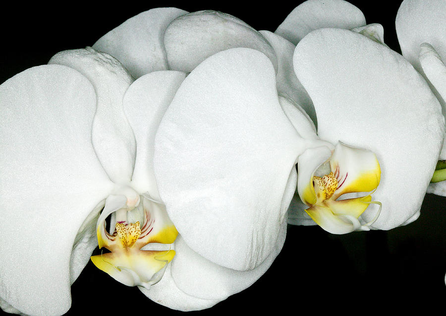 Exotic Orchids of C Ribet #32 Photograph by C Ribet