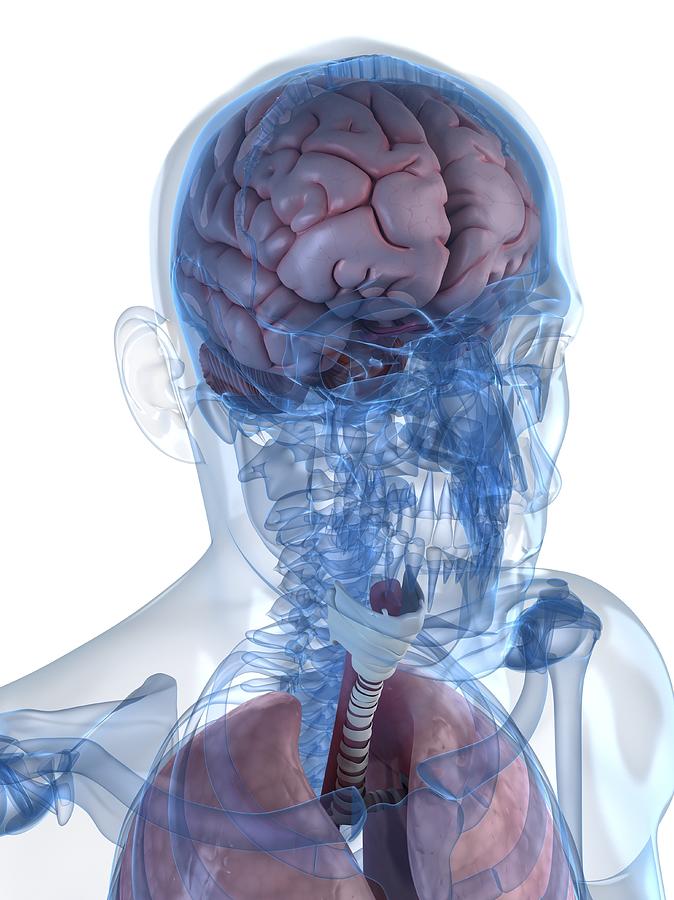 Vertical Digital Art - Head Anatomy, Artwork #32 by Sciepro
