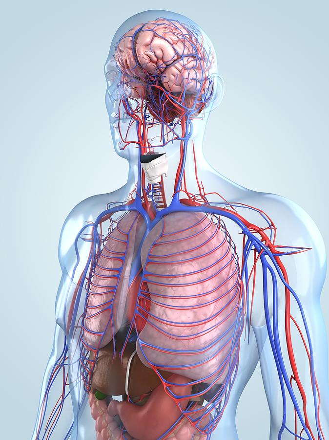 Human Anatomy, Artwork Digital Art by Sciepro | Fine Art America