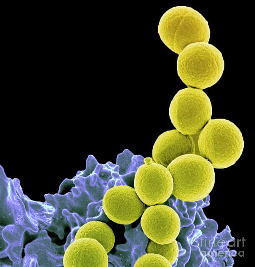 Microbiology Photograph - Methicillin-resistant Staphylococcus #32 by Science Source