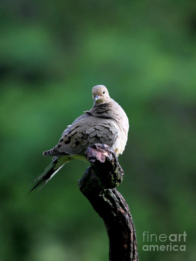 Mourning Dove #32 Photograph by Jack R Brock