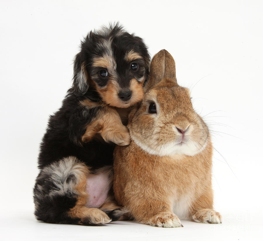 Puppy And Rabbit #32 Photograph by Mark Taylor