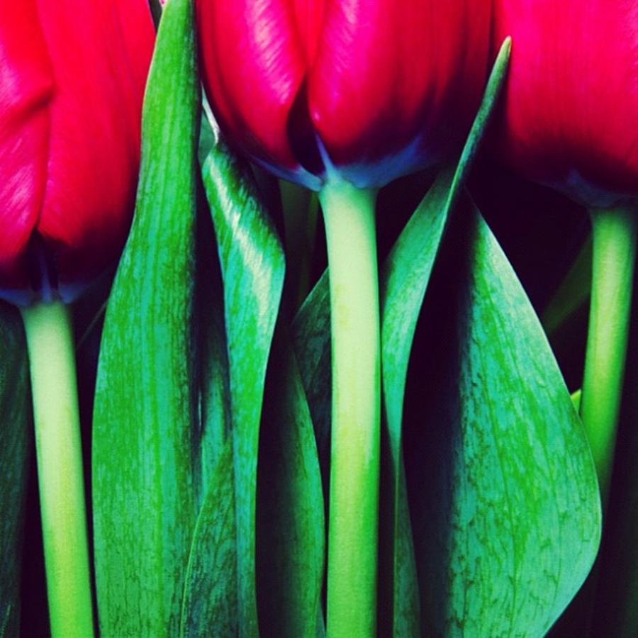 Tulips Photograph - Instagram Photo by Ritchie Garrod Tulips Photograph - Instagram Photo by Ritchie Garrod