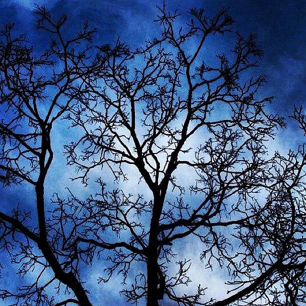 Tree Photograph - Instagram Photo #321349405419 by Arturo Brook