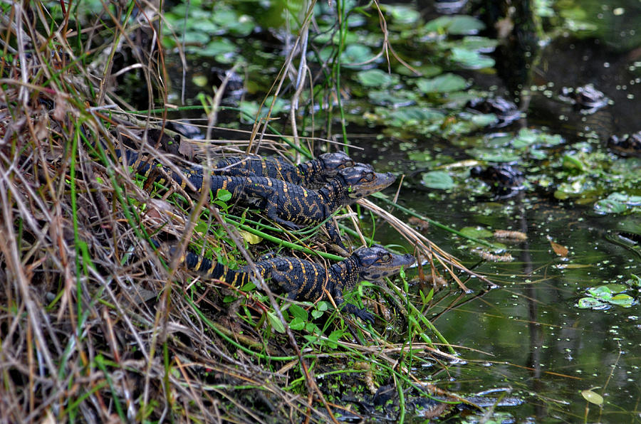 33- Alligator Hatchlings Photograph by Joseph Keane