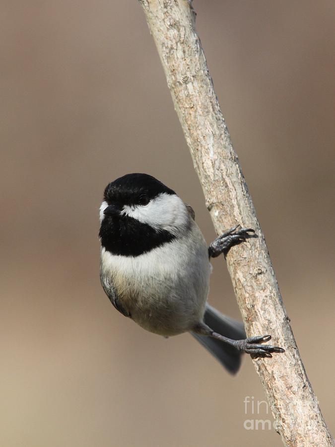 Black-capped Chickadee #33 Photograph by Jack R Brock