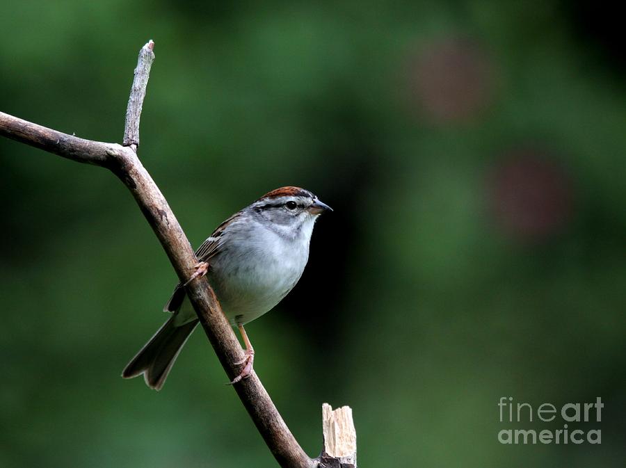 Chipping Sparrow #33 Photograph by Jack R Brock