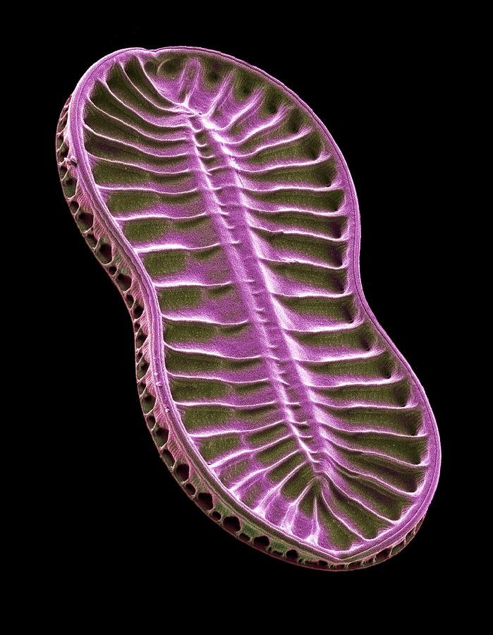 Nature Photograph - Diatom, Sem #33 by Steve Gschmeissner