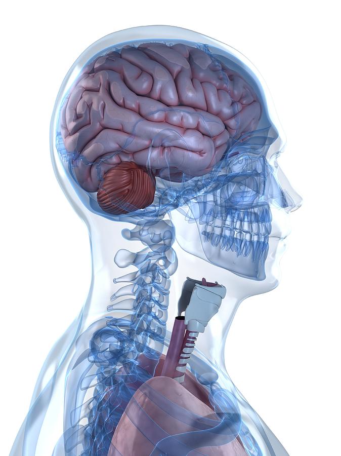 Head Anatomy, Artwork #33 Digital Art by Sciepro