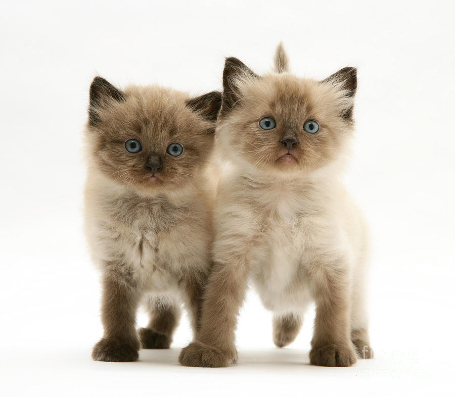 Kittens #39 Photograph by Jane Burton