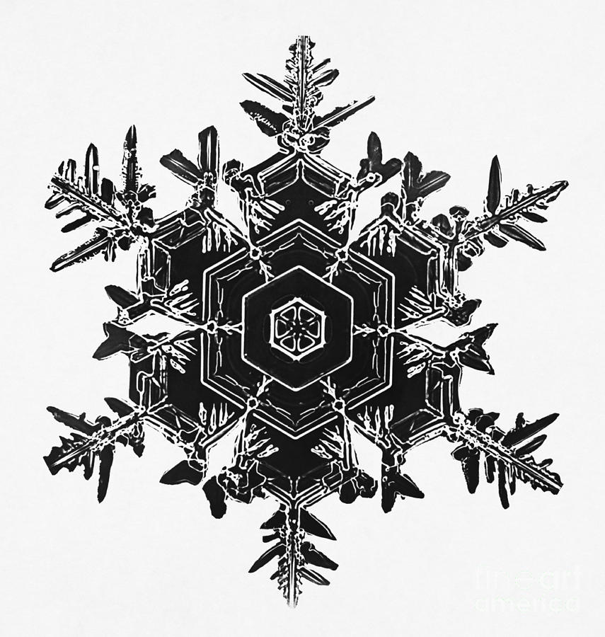 Snowflake #33 Photograph by Science Source