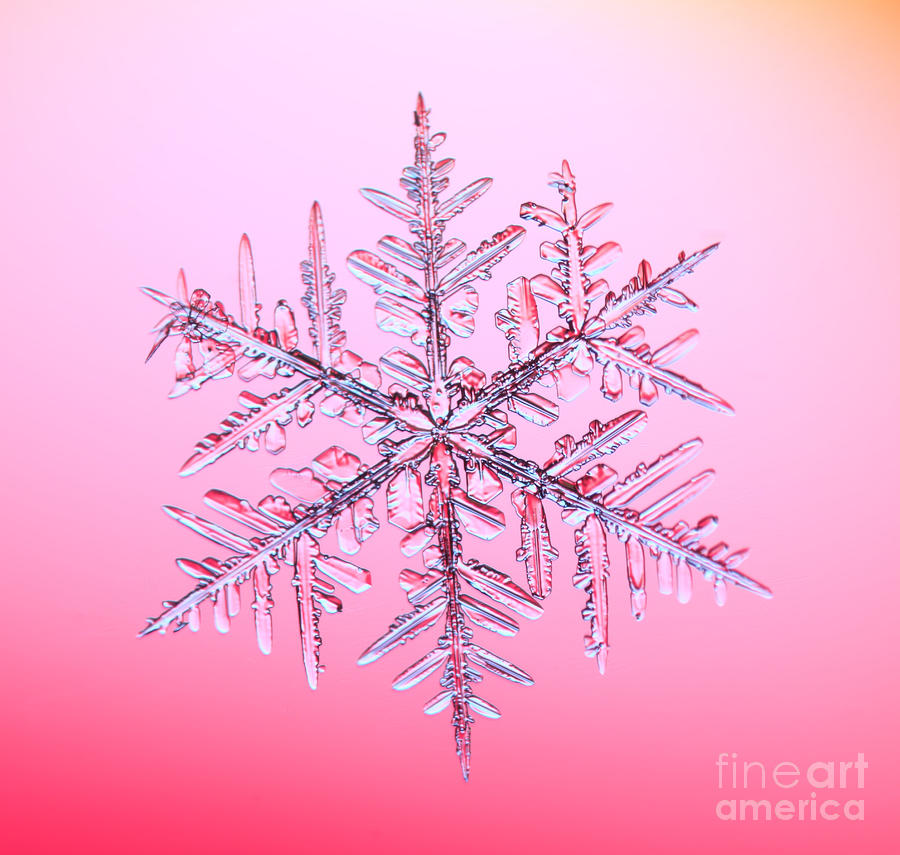 Snowflake #33 Photograph by Ted Kinsman