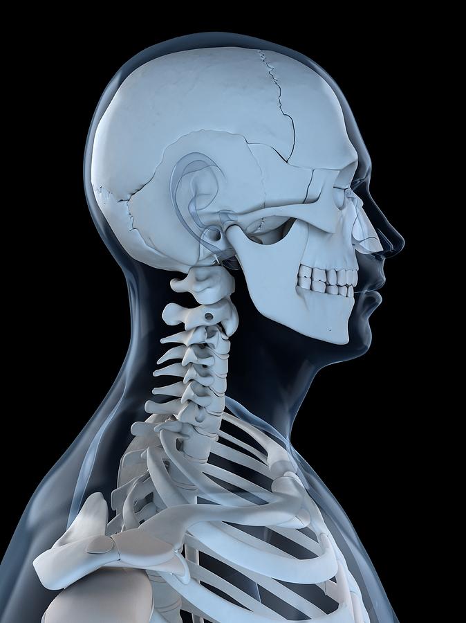 Upper Body Bones, Artwork #33 Digital Art by Sciepro