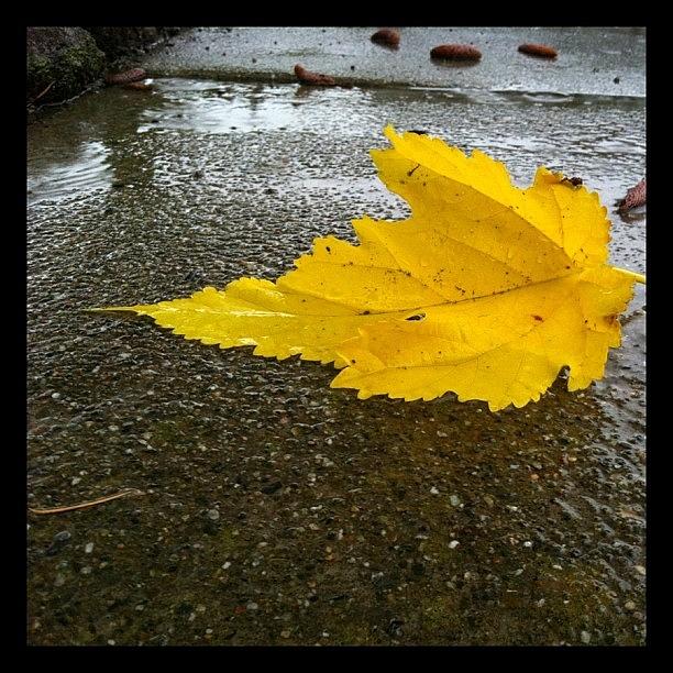 Yellow Photograph - 338/365 - More Rain! Pretty Yellow #338365 by Julia Reyes