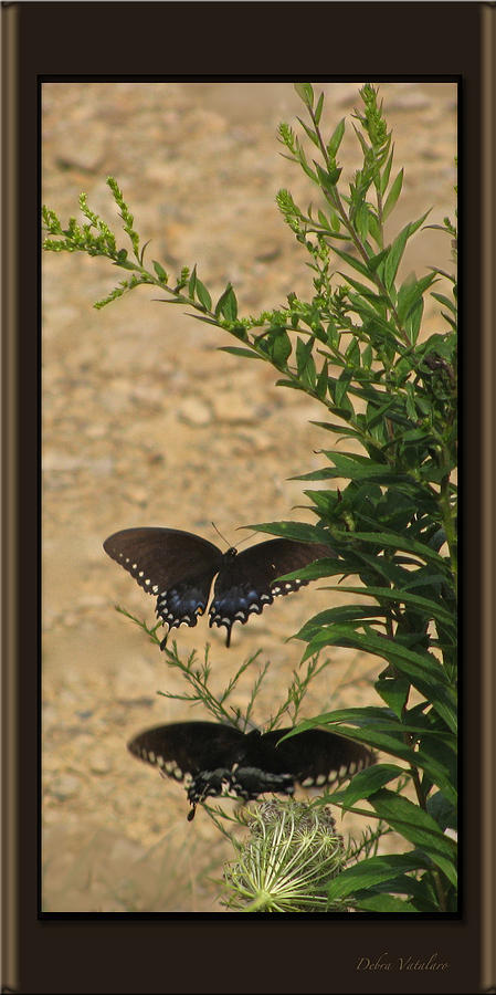 Butterfly Collection #34 Photograph by Debra     Vatalaro