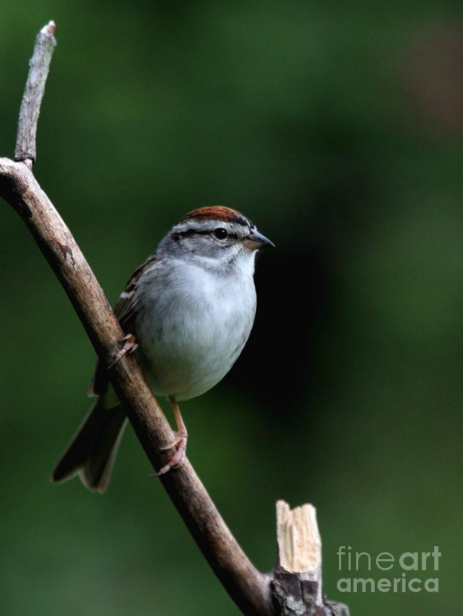 Chipping Sparrow #34 Photograph by Jack R Brock