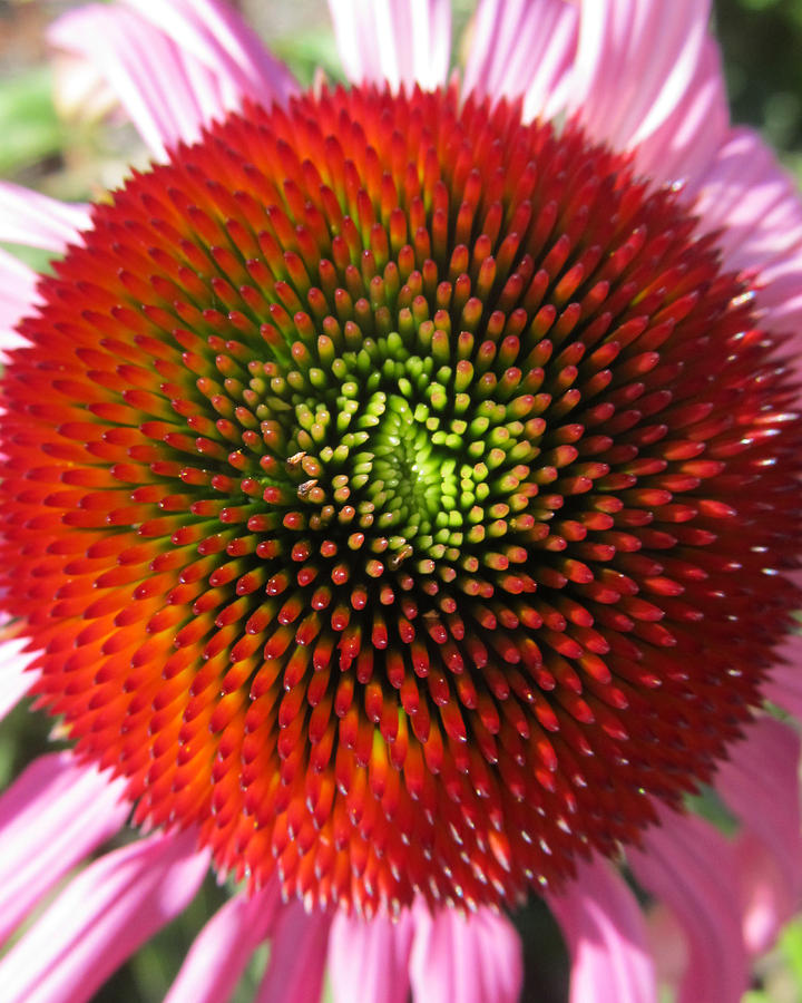 Coneflower #34 Photograph by Michele Caporaso