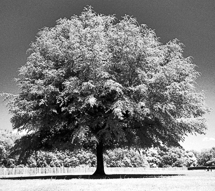 Perfect Tree Photograph by Jean Wolfrum