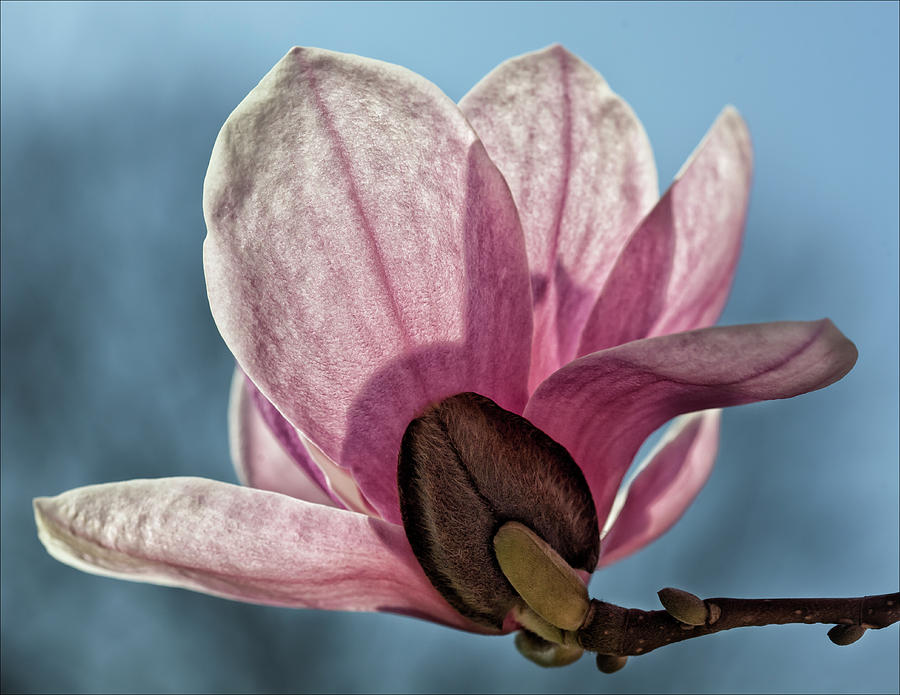 Magnolia Blossom #34 Photograph by Robert Ullmann