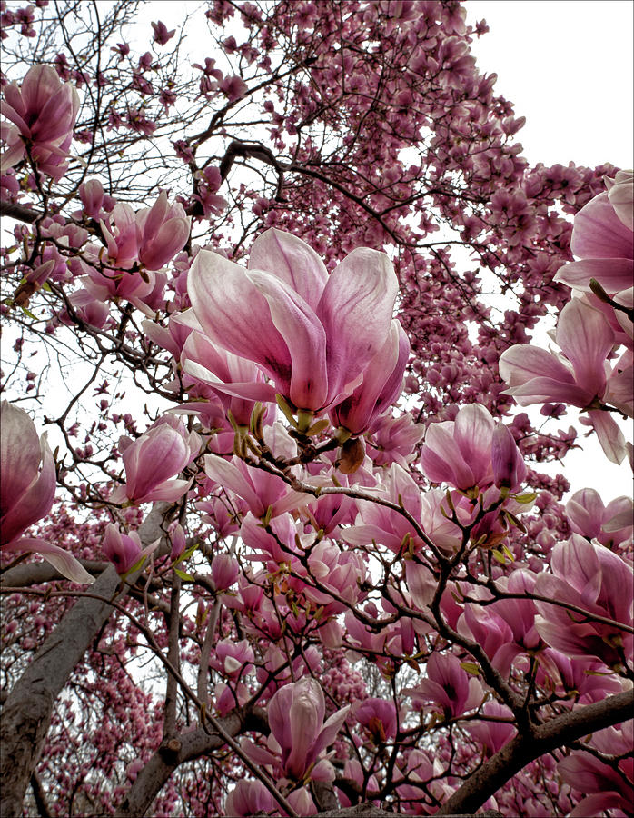 Magnolia Blossoms #34 Photograph by Robert Ullmann