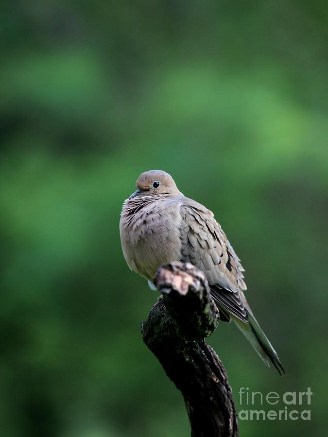 Mourning Dove #34 Photograph by Jack R Brock
