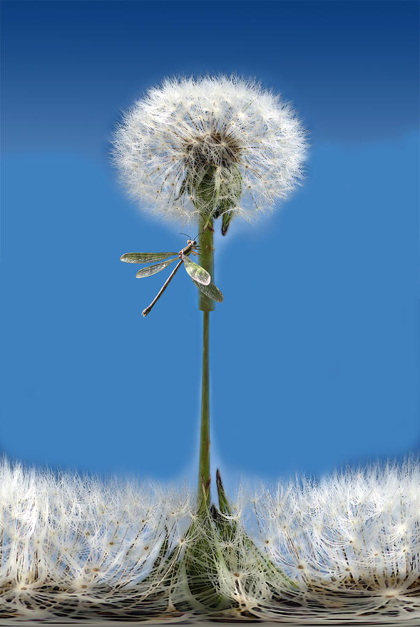 34 Photograph by Peter Holme III