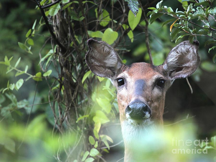 White-tailed Deer #34 Photograph by Jack R Brock
