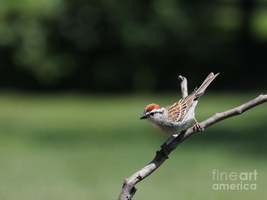 Chipping Sparrow #35 Photograph by Jack R Brock