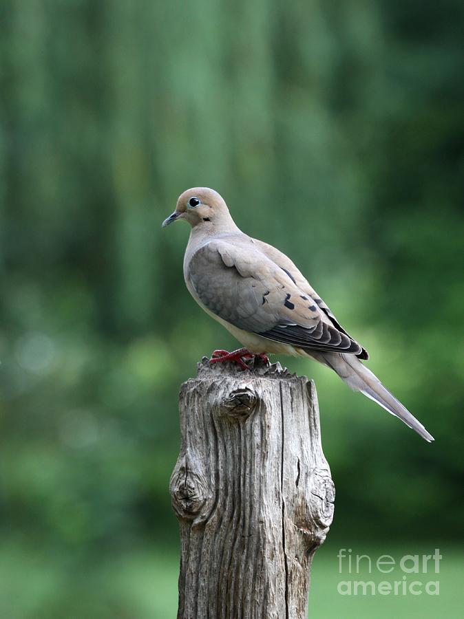 Mourning Dove #35 Photograph by Jack R Brock