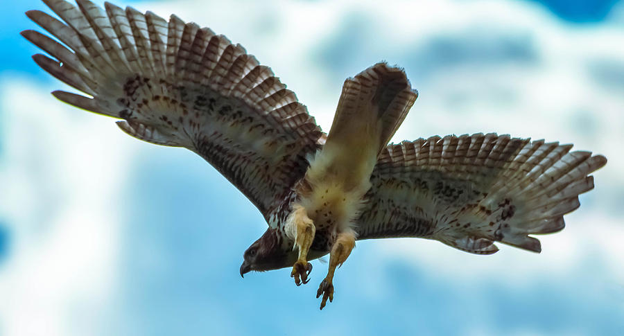 Red-tailed Hawk #35 Photograph by Brian Stevens