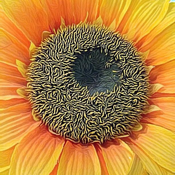 Sunflower Photograph - Instagram Photo #351351612472 by Richard Phyo