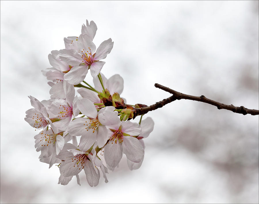 Tree Photograph - Cherry Blossoms #36 by Robert Ullmann