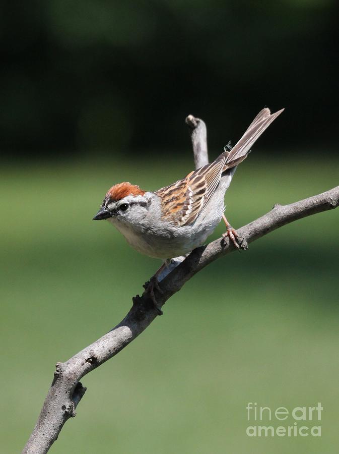 Chipping Sparrow #36 Photograph by Jack R Brock