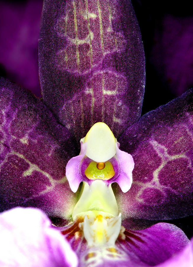 Orchid Photograph - Exotic Orchids of C Ribet #36 by C Ribet