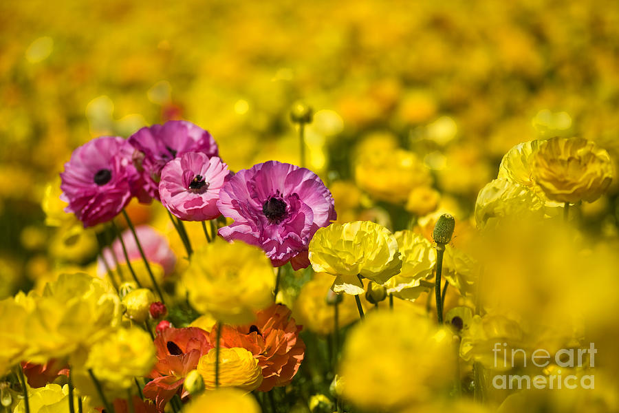 Flower Fields #36 Photograph by Daniel  Knighton