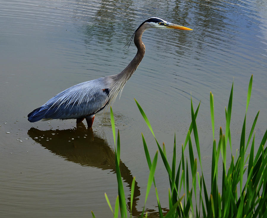 Great Blue Heron #36 Photograph by Brian Stevens