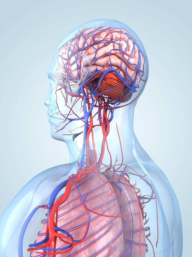 Human Anatomy, Artwork #36 Digital Art by Sciepro