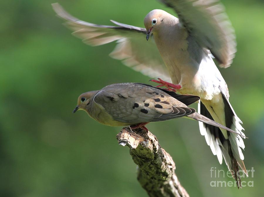 Mourning Dove #36 Photograph by Jack R Brock
