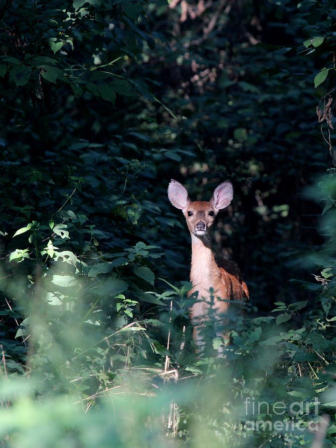 White-tailed Deer #36 Photograph by Jack R Brock