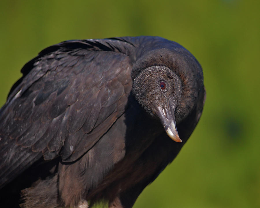 37- Black Vulture Photograph by Joseph Keane