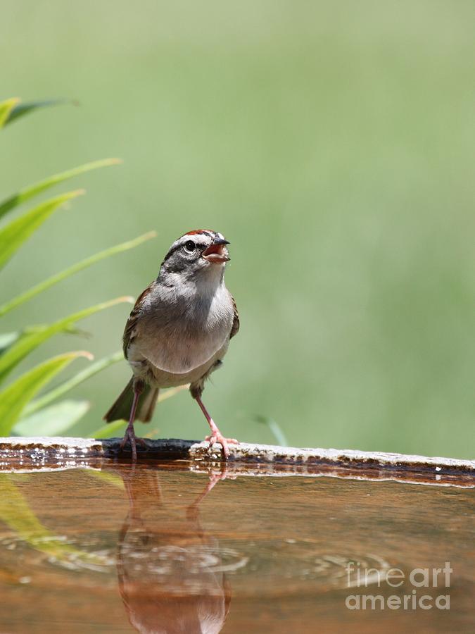 Chipping Sparrow #37 Photograph by Jack R Brock