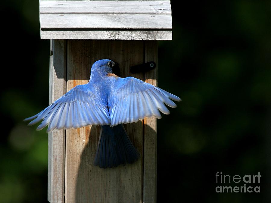 Eastern Bluebird #37 Photograph by Jack R Brock