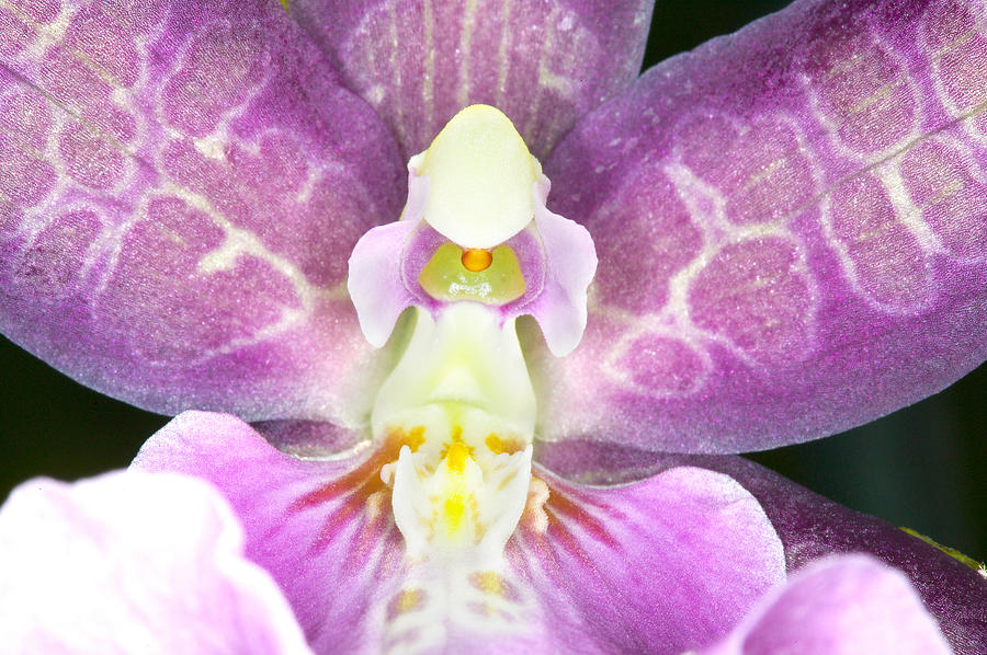 Orchid Photograph - Exotic Orchids of C Ribet #37 by C Ribet