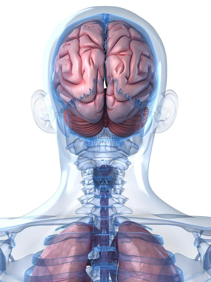 Head Anatomy, Artwork #37 Digital Art by Sciepro